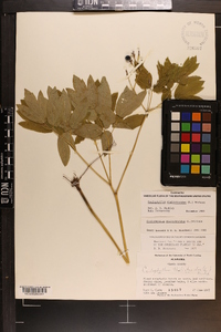 Caulophyllum thalictroides image