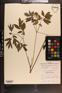 Caulophyllum thalictroides image