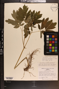 Caulophyllum thalictroides image