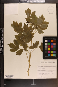 Caulophyllum thalictroides image