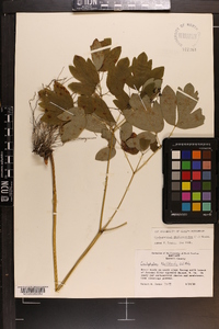 Caulophyllum thalictroides image