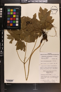 Caulophyllum thalictroides image