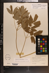 Caulophyllum thalictroides image