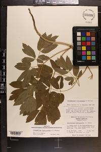 Caulophyllum thalictroides image