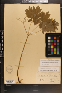 Caulophyllum thalictroides image