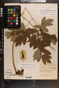 Caulophyllum thalictroides image