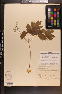 Caulophyllum thalictroides image