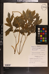 Caulophyllum thalictroides image