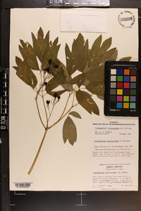 Caulophyllum thalictroides image