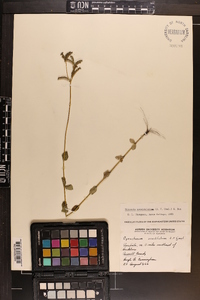 Mitreola sessilifolia image