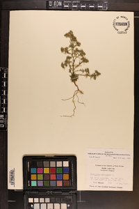 Polypremum procumbens image