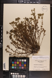 Polypremum procumbens image