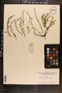 Polypremum procumbens image