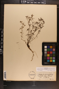 Polypremum procumbens image