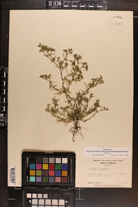 Polypremum procumbens image