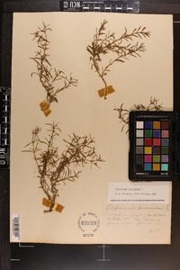 Polypremum procumbens image