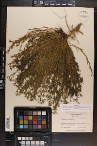 Polypremum procumbens image