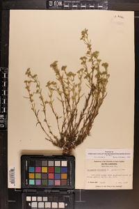 Polypremum procumbens image