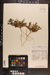 Polypremum procumbens image