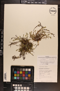 Polypremum procumbens image