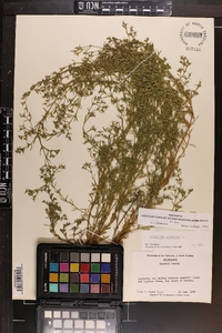 Polypremum procumbens image