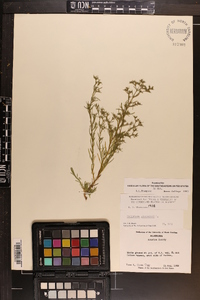 Polypremum procumbens image