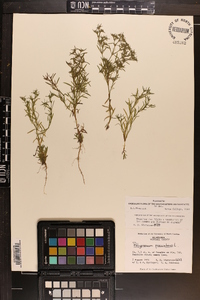 Polypremum procumbens image