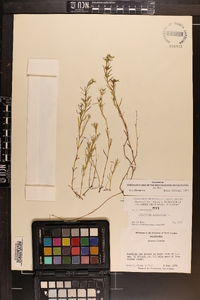 Polypremum procumbens image