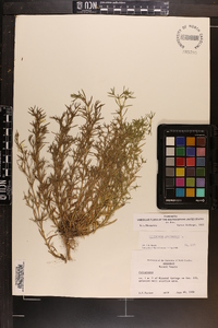 Polypremum procumbens image