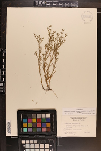 Polypremum procumbens image