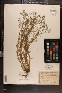 Polypremum procumbens image