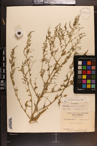 Chenopodium album var. missouriense image