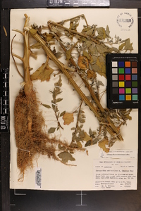 Chenopodium album var. missouriense image