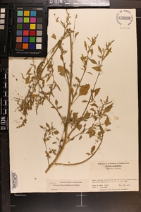 Chenopodium opulifolium image
