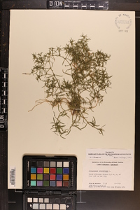 Polypremum procumbens image