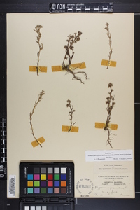 Polypremum procumbens image