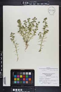 Polypremum procumbens image