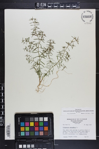 Polypremum procumbens image