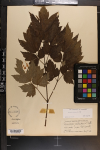 Actaea racemosa image