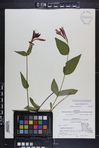 Spigelia marilandica image