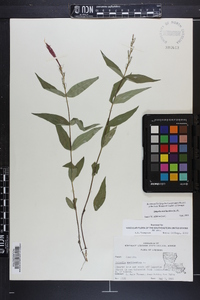 Spigelia marilandica image