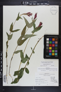 Spigelia marilandica image