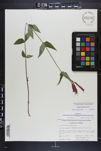 Spigelia marilandica image