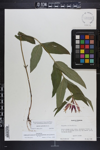 Spigelia marilandica image