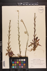 Arabis hirsuta image