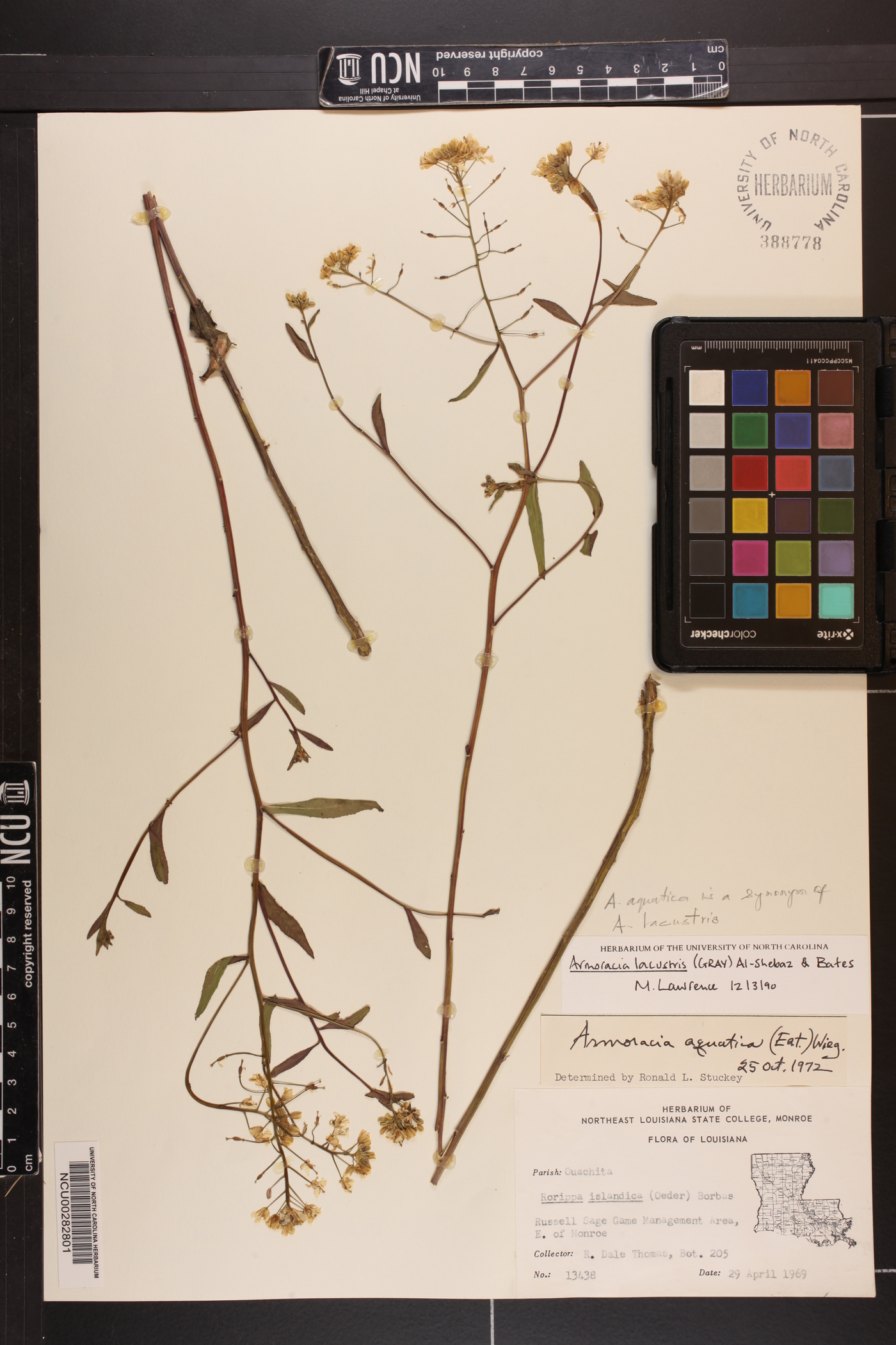 Neobeckia aquatica image
