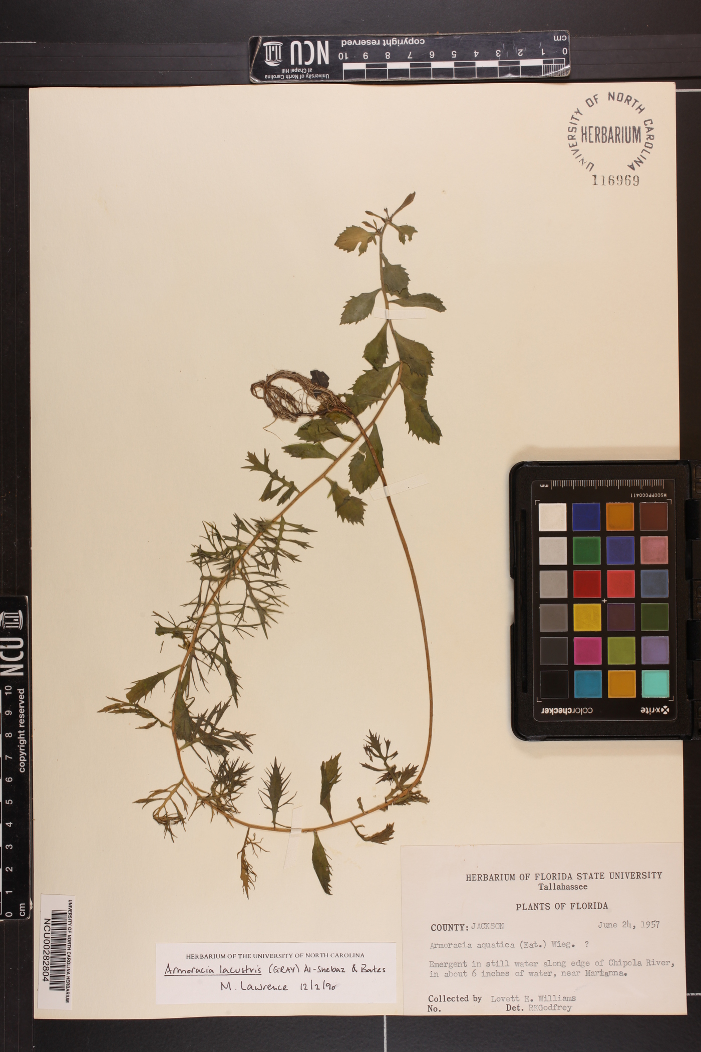 Neobeckia image
