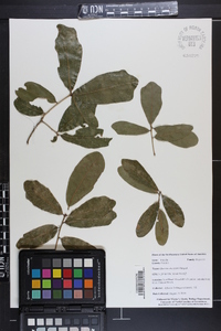 Quercus chapmanii image