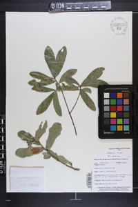 Quercus pumila image