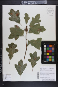 Quercus margarettae image